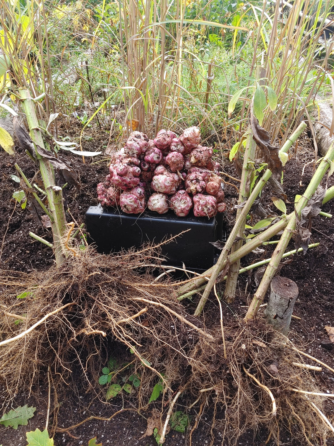 Roots, Tubers, Perennials