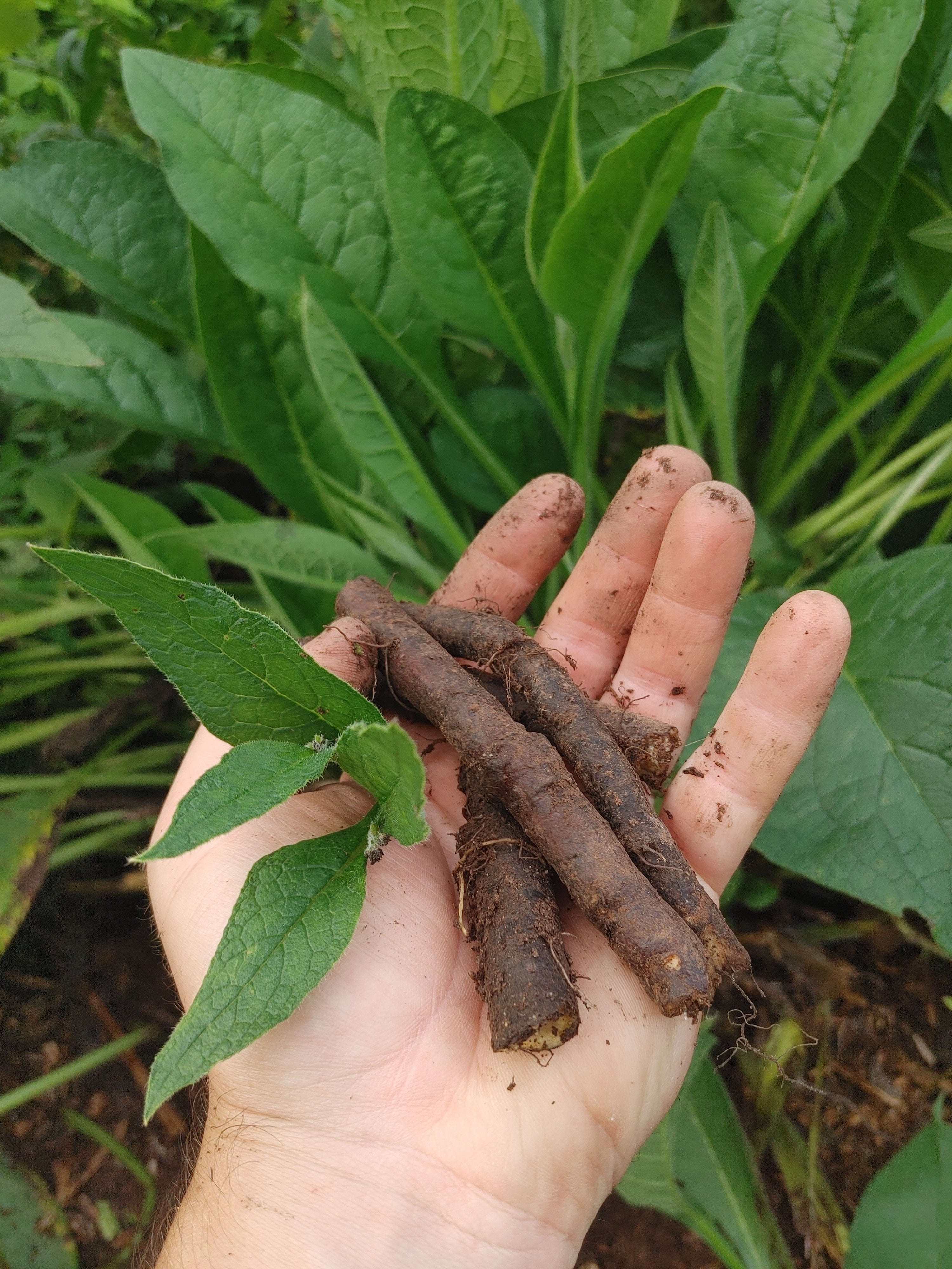 Comfrey Liberty Tree Nursery