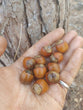 Hybrid Hazelnuts (Asian/American Hybrid)