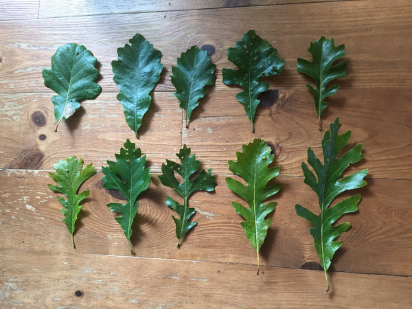 Bur Oak: King of the Floodplains