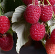 Raspberry - Heritage Everbearing