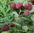 Raspberry (Purple) - Royalty