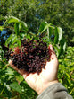 American Elderberry (Potted)