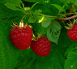 Raspberry - Red Mammoth