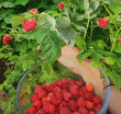 Raspberry - Nova