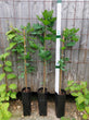 English Oak (Potted)