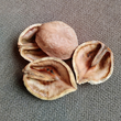 Heartnut - Ontario Source