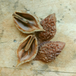 Buartnut (Juglans cinerea x ailantifolia)