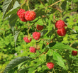 Raspberry - Pathfinder