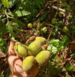Butternut - NB Wild Source