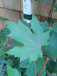 Sugar Maple (Potted)