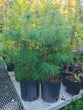 Eastern White Pine (Potted)