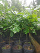Red Oak (Potted)