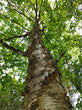 Yellow Birch (Potted)