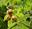 Horse Chestnut