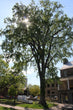 White Elm (Princeton Parent Seedlings)
