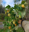 Raspberry (Yellow) - Anne
