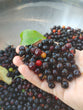 Black Cherry (Prunus serotina)