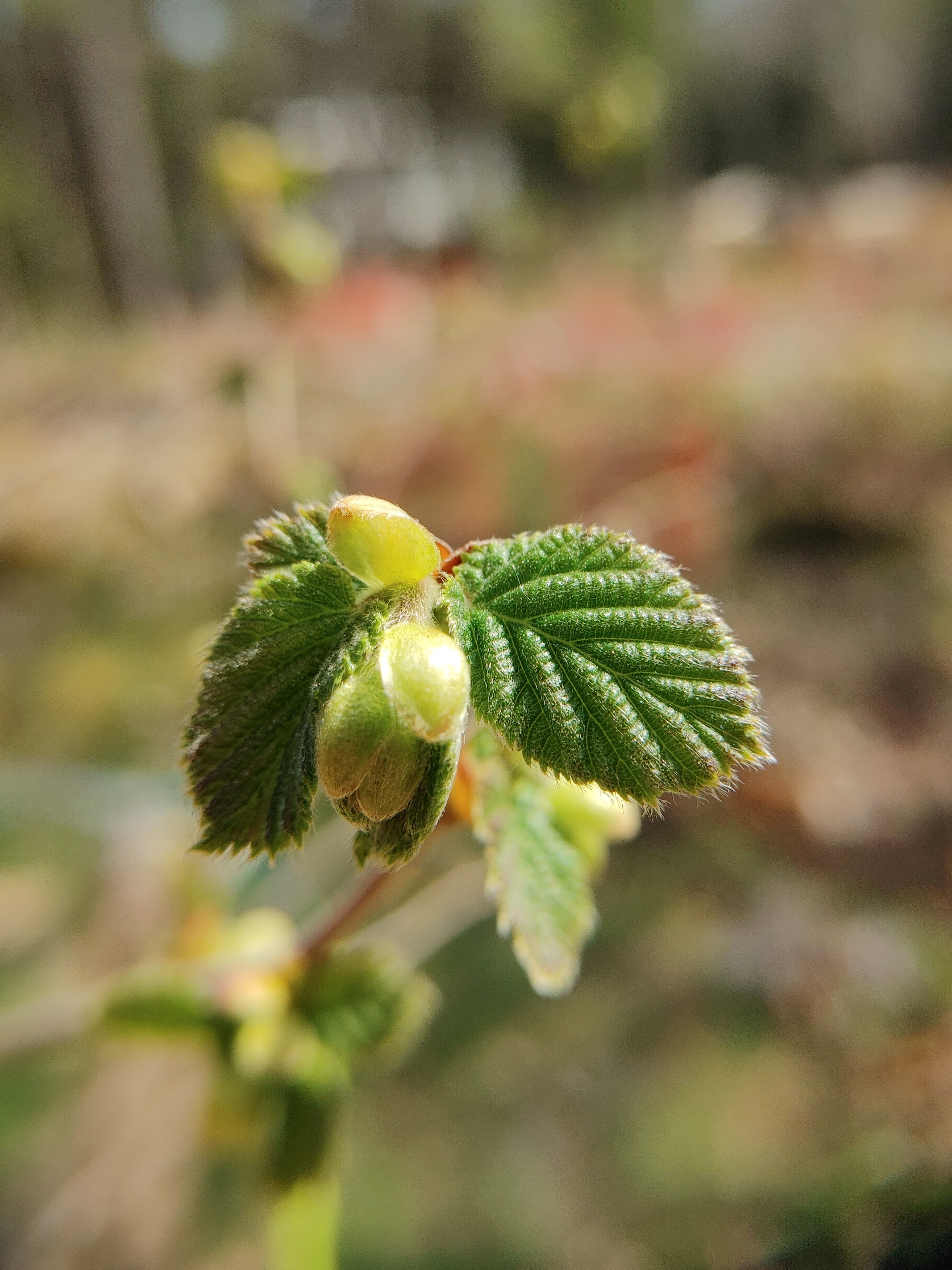 Hybrid Hazelnuts (American/European Hybrid) Liberty Tree Nursery