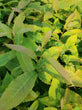 American Chestnut (Castanea dentata)