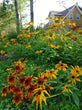 Gloriosa Daisy (Rudbeckia hirta)