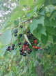 Black Cherry (Prunus serotina)