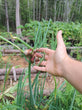 Egyptian Walking Onion (Allium × proliferum)