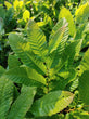 Hybrid Chestnut (Castanea x.)