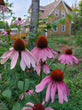 Echinacea (Purple Coneflower)