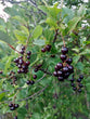 Chokecherry (Prunus serotina)