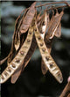 Black Locust (Robinia pseudoacacia)