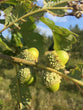 Bur Oak (Quercus macrocarpa)