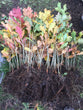 English Oak (Quercus robur)