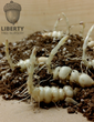 Chinese Artichoke (Stachys affinis)