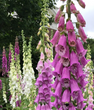 Foxglove (Digitalis purpurea)
